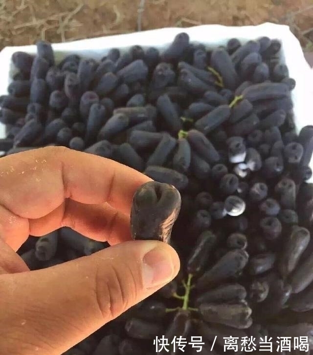 “我国最甜的水果”,沾土就活,院子里种2棵,年年都是大丰收