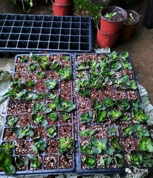 周末去花市逛一圈，捡一袋子枝条，回家扦插几百盆，秒变养花大户