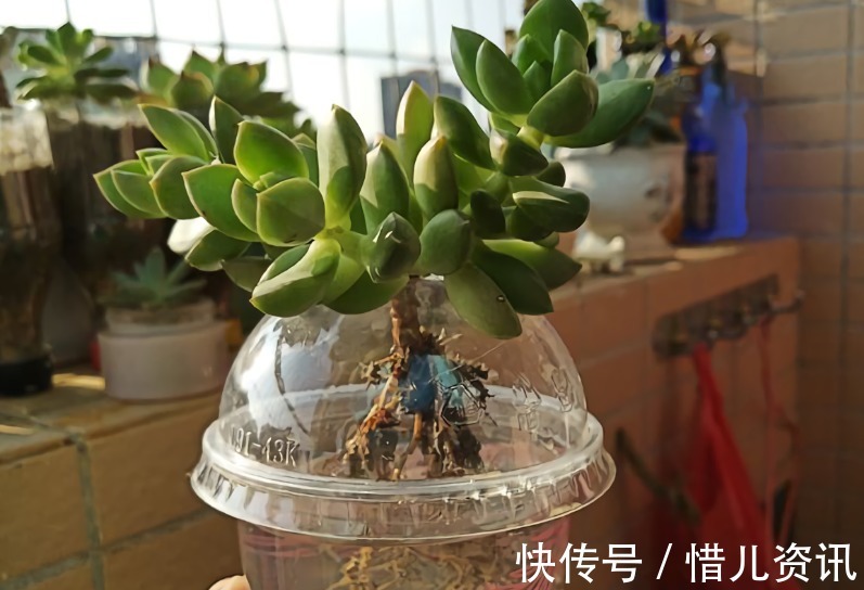 根系|不喜水的多肉,却可以水培2种操作方法,肉肉照样出状态