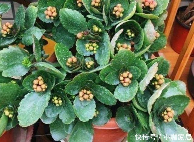 花孕蕾|养长寿花,花盆里放3种“小东西”,花苞长满枝头