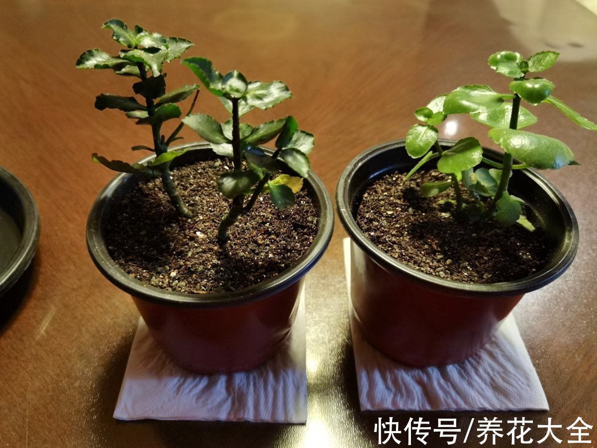 花根|想要养好长寿花，需注意“3少1丢”，来年独苗轻松变老桩