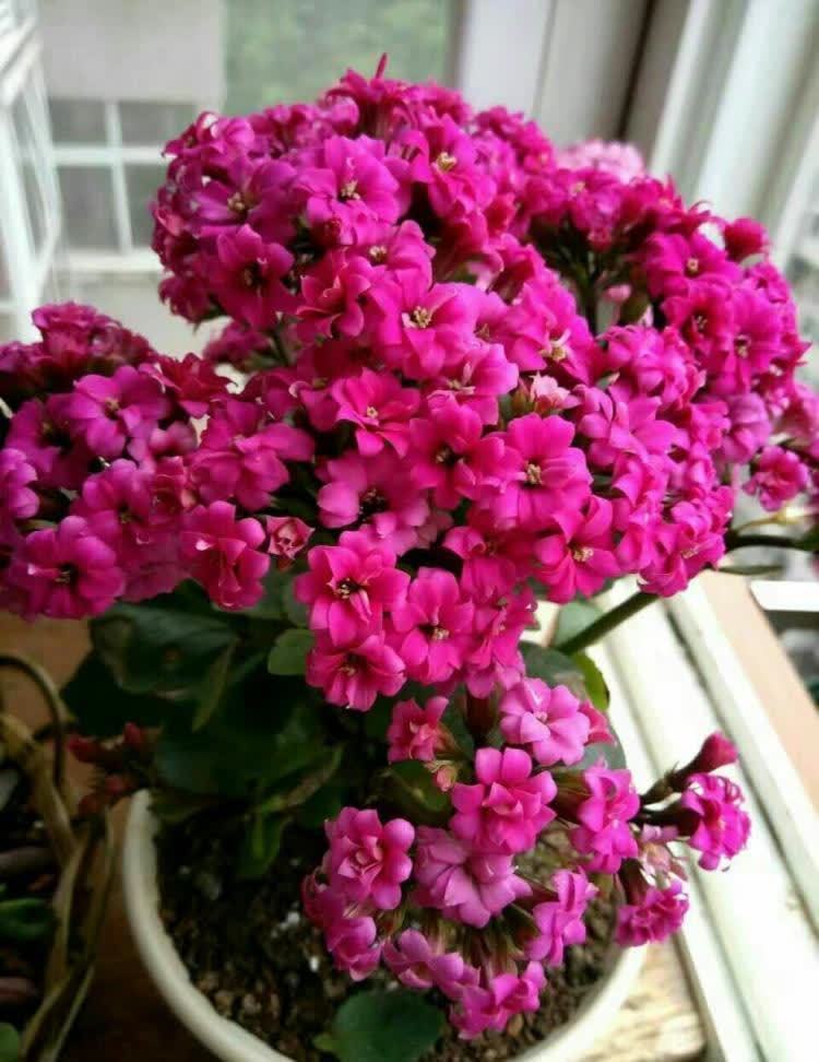 好养的长寿花,开花需要满足哪些条件,想知道吗?