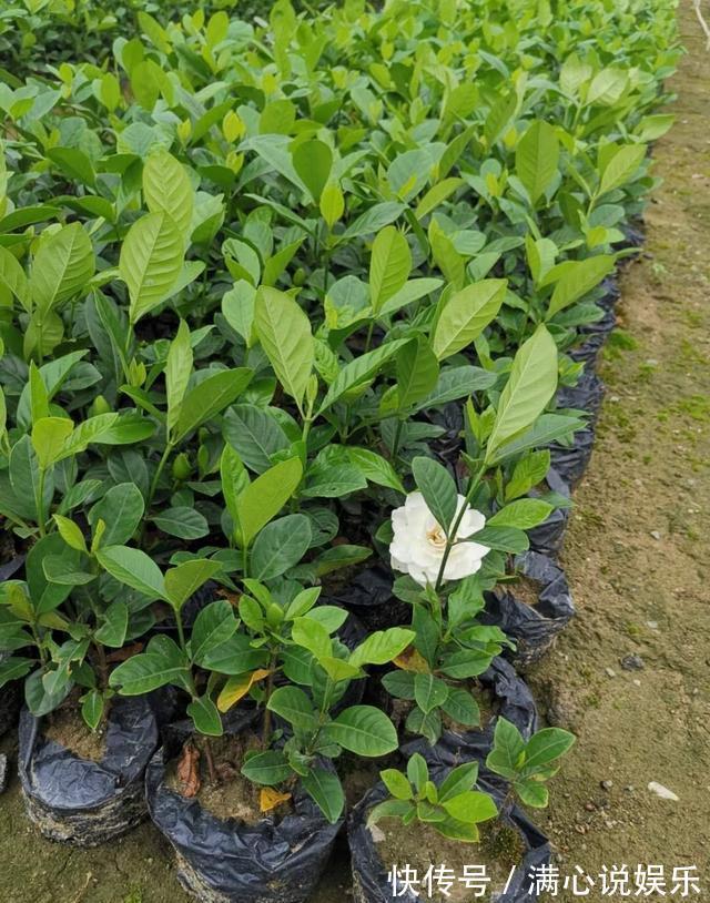 大树|新买栀子花,全是黄泥巴,洗一洗泡一泡,7天就活,长成“大树”