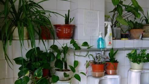 常春藤|卫生间放一盆这个花,再也没有异味了,蚊虫也不见了