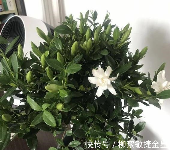 回家|现在逛花市遇到这五种花，转头就走不要买！买回家也养不活！