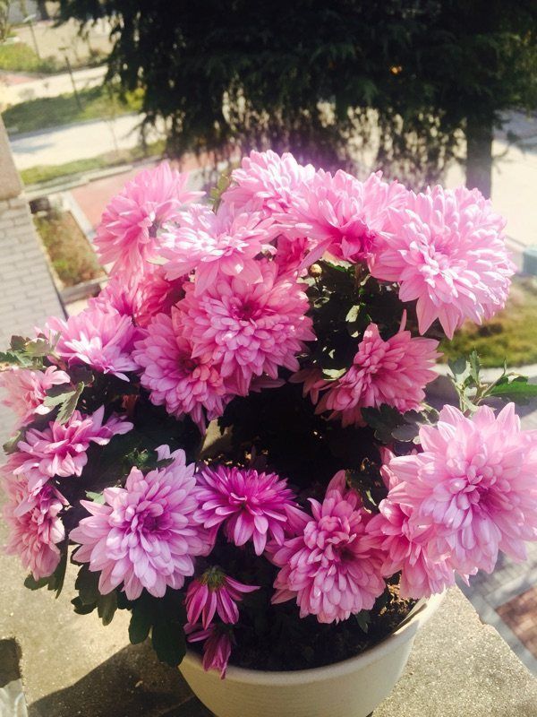 这几款小花,便宜又好养,花开香飘溢满屋,阳台变温馨花园