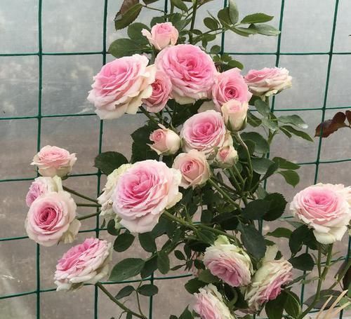  品种|邻居们都羡慕的月季，从不生病，四季都开花，花开双色，花量巨大