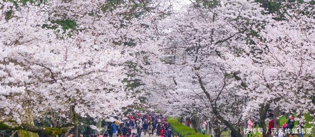 春天|国内六处赏樱胜地，有全球最大的赏樱基地，也有面朝大海的公园