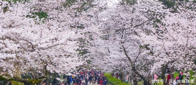 春天|国内六处赏樱胜地,有全球最大的赏樱基地,也有面朝大海的公园