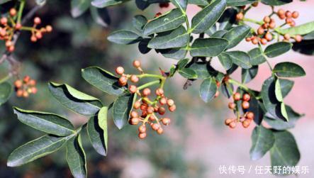 作用|一把花椒治一身病痛,坚持常用它泡水喝,止咳平喘,祛湿排毒