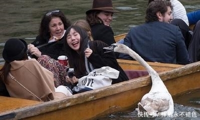中年|游客划船旅游，天鹅蹦出来拦路抢劫！游客们扎心了。