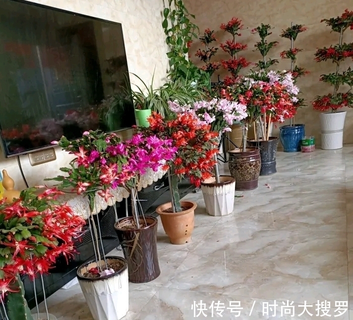 养长寿花,用这法,1年就能成老桩,开满五色花,独特又吉祥