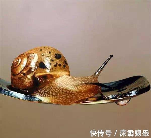 超写实主义@他画了一条金鱼,放大5倍后,网友大呼:相机可以扔了