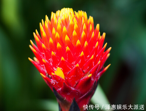 象征文|此花像是燃烧的火把一样,是无数人内心的火焰,永不放弃的象征