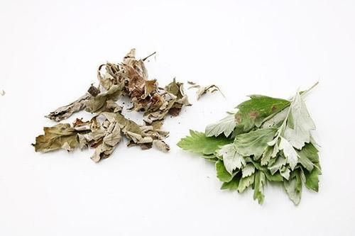 一挠头皮，指甲缝中全是白泥，是怎么回事？注意：未必是头皮屑