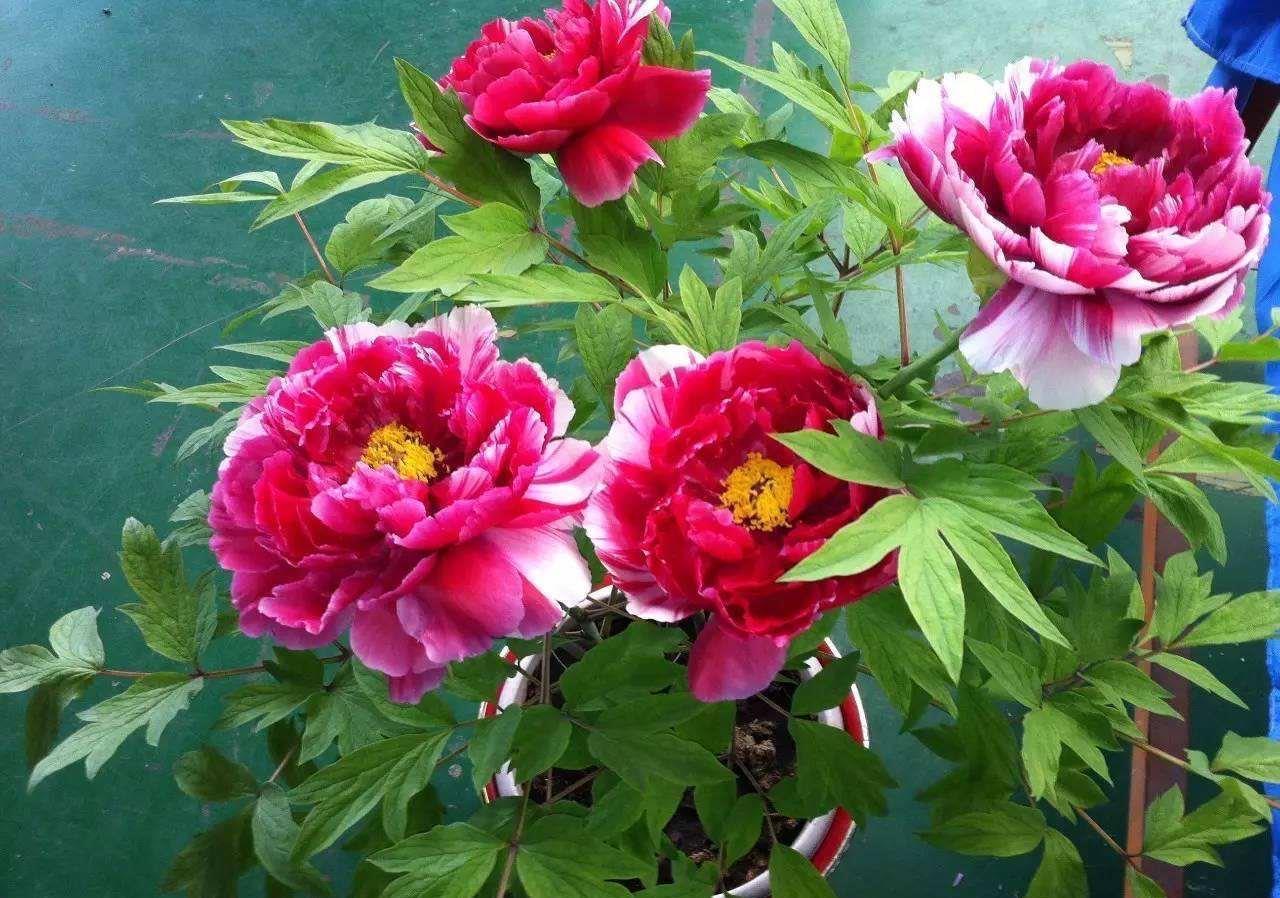 大花|花朵碗口大,喜欢看大花的别错过