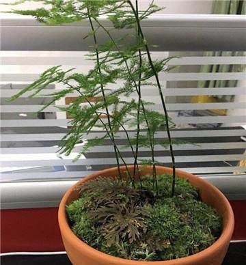 家里的文竹稀稀拉拉,真难看,用了这1东西,发疯的长,不黄叶