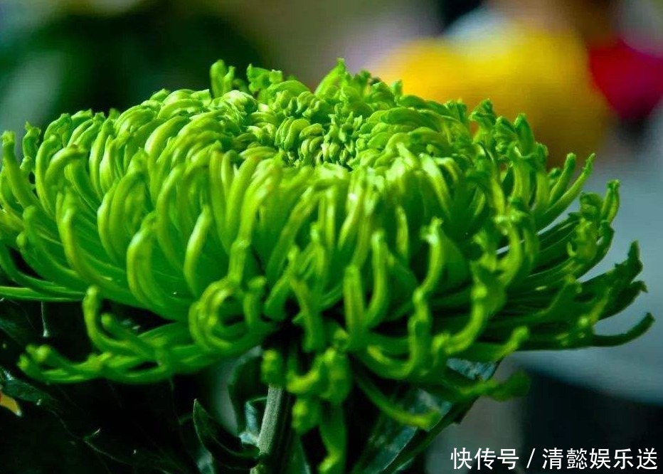 绿牡丹|此菊,花开“碧绿如玉”,属“十大名菊”,清香袭人,开花爆盆!
