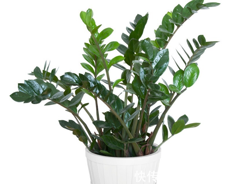 客厅养这五种花,寓意好,好养还美观,你都了解过吗