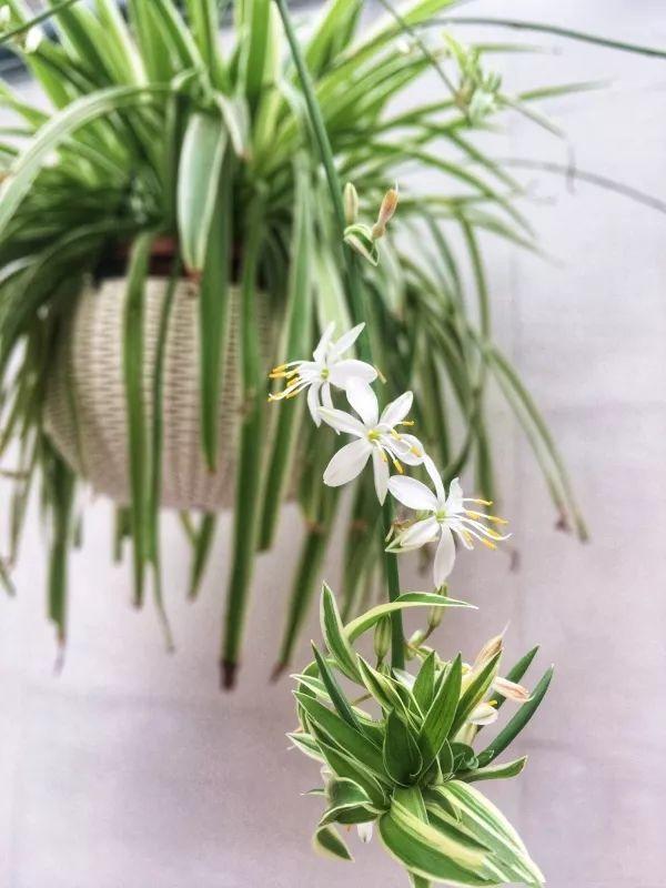 养吊兰，只需3招，嗖嗖冒出“新枝条”，20天后还“开花”