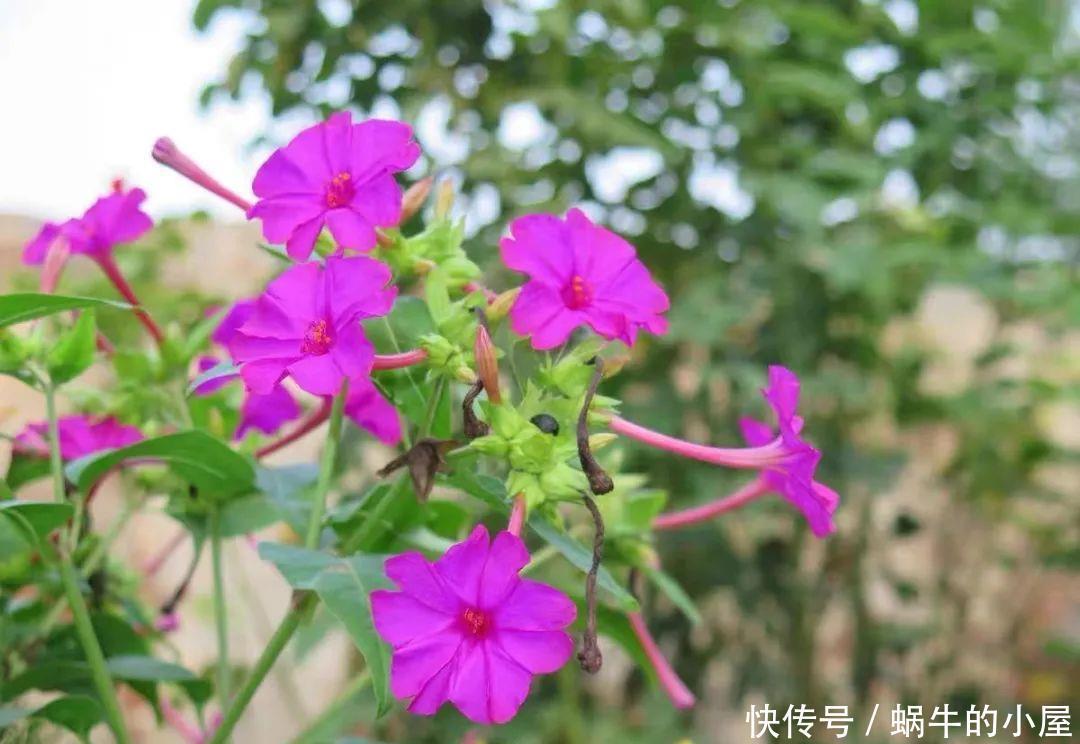 名字土掉渣、开花却很漂亮的8种花,你家养过几种?