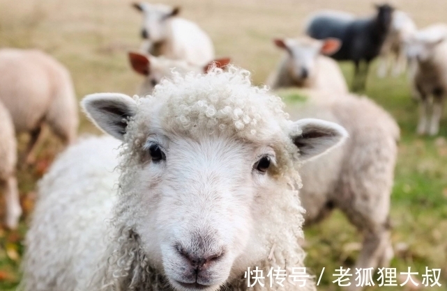 生肖羊|既能赚钱养家，又能貌美如花，生肖羊经济独立在家庭和职场有底气