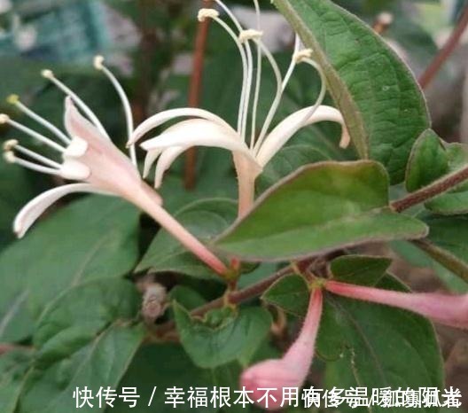 阳台|此花去火、解毒、散热,适当食用益处多,家里有阳台要种2棵!