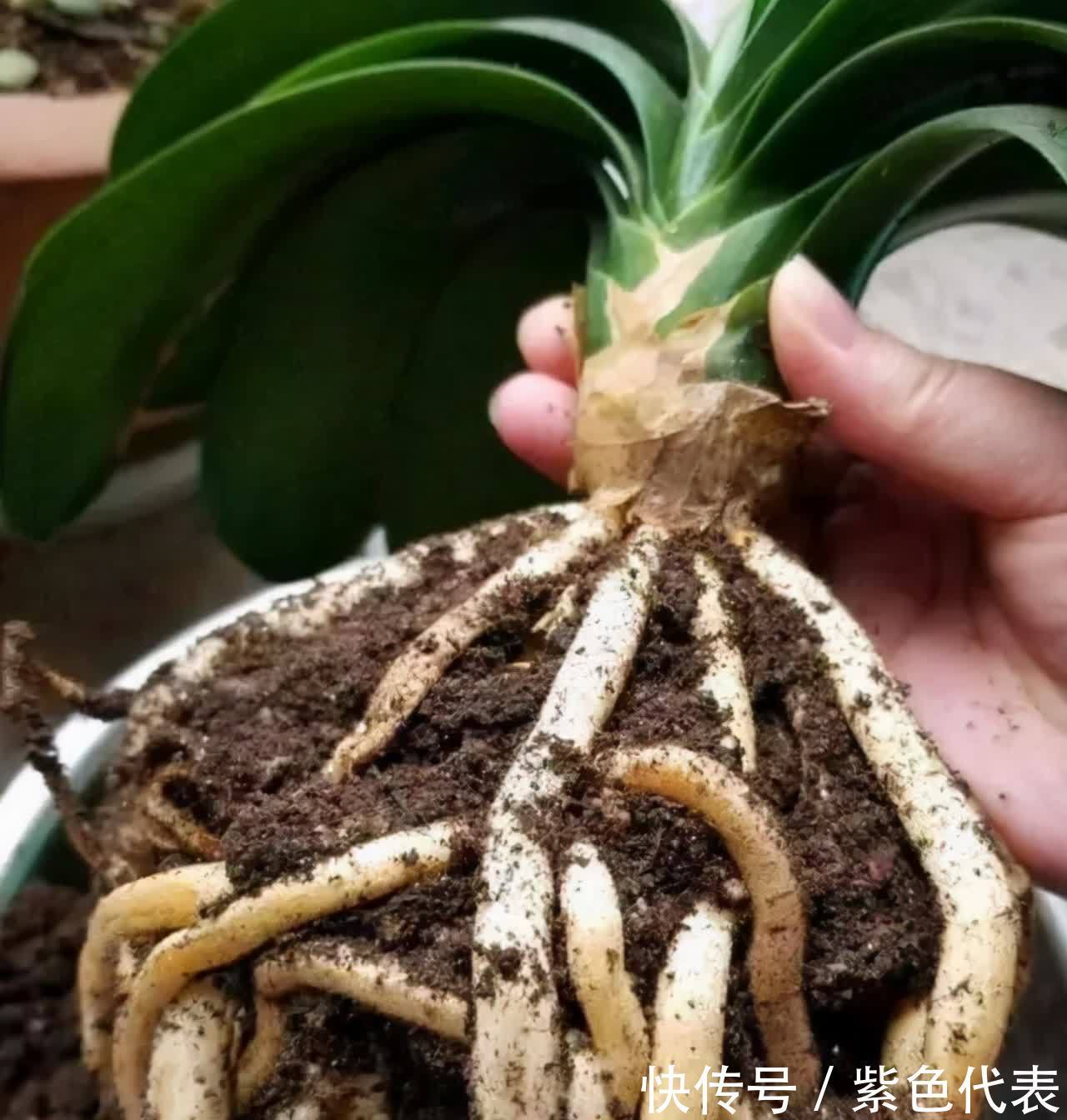 长寿花|立秋后,3种花要及时“翻盆”,不然影响“生长”和开花