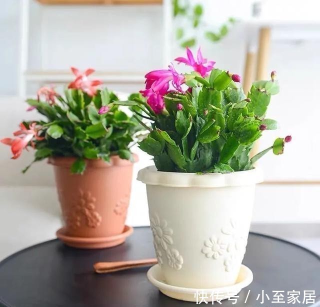 11月养蟹爪兰，这4件“蠢事”最好不要做，小心掉花苞！