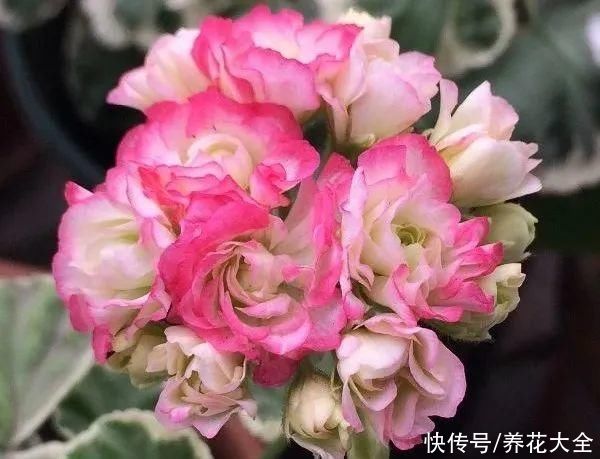 冬天好养的花，皮实不娇气，颜值高上档次，咋养都开花