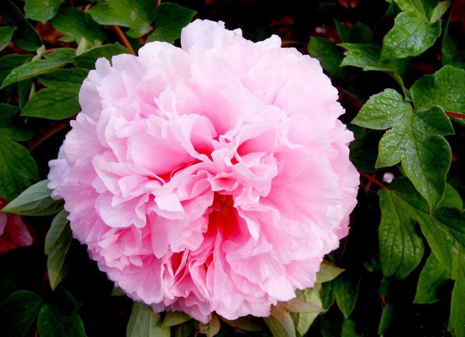 养护牡丹的 四要素 枝繁叶茂株形好 花朵肥大花色艳丽 粉紫色 养护牡丹的 四要素 枝繁叶茂株形好 花朵肥大花色艳丽 粉紫色