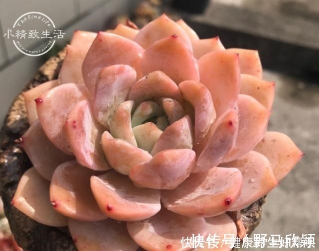 板结|多肉植物遇到这8种情况,需要翻盆换土,最后一种考验养功!