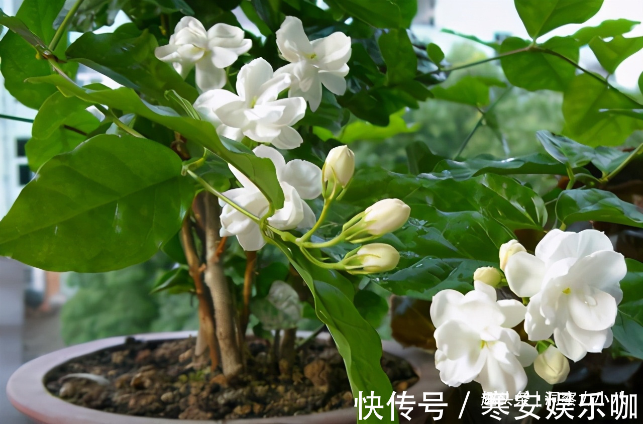 硫酸亚铁|茉莉需润养,这“三位置”留点水,花苞咕噜冒,一次绽放上百朵
