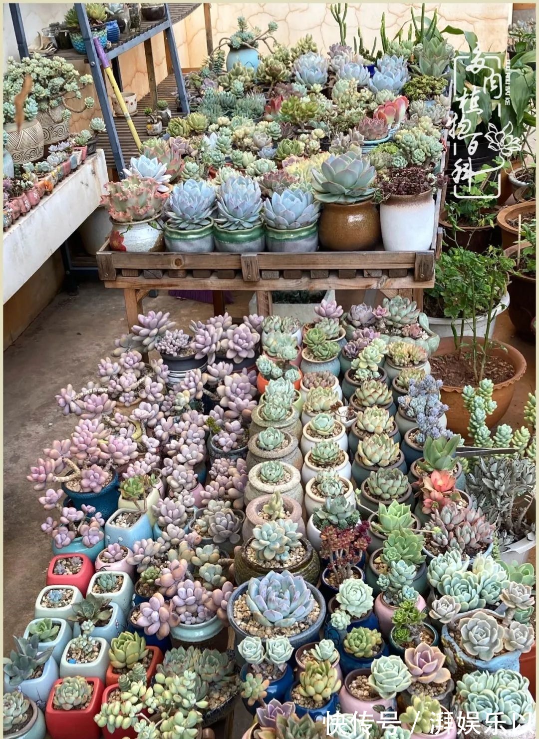 遇见即美,花事未荼蘼!种一桌子多肉,看花开花落!