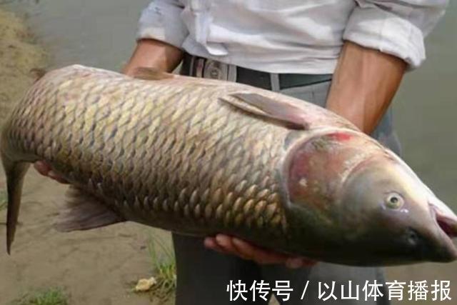 配方|怪不得草鱼再大也得乖乖上钩,原来这饵才是连竿的核心秘诀