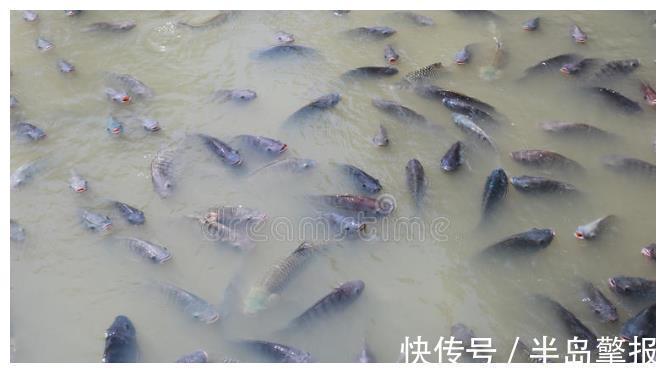 食蚊鱼|菩萨鱼在广西多到“泛滥”,如今非洲鲫鱼搅局,内卷有多厉害?