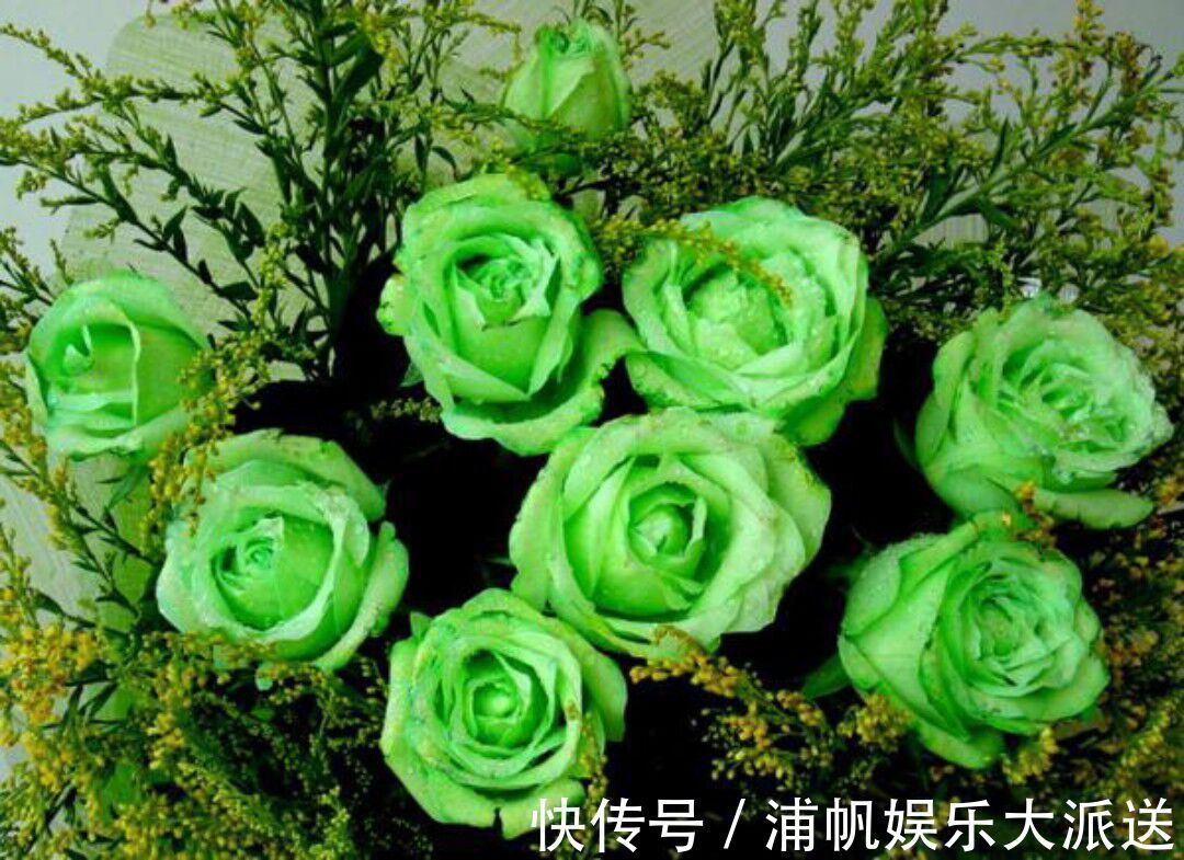 玫瑰|“绿玫瑰”象征永不老去的爱情，开花颜色特别，家庭必备情侣首选