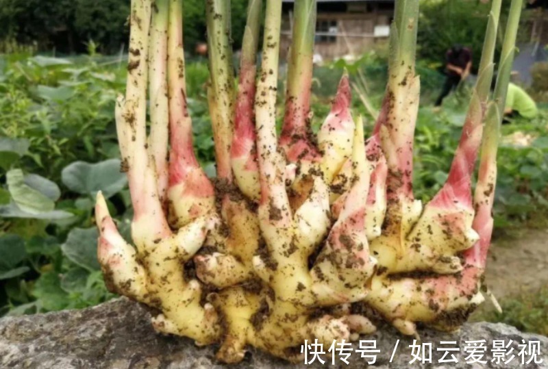 自来水|吃不完的老姜这么一盆栽,来年就能收获新姜,平时堪当驱蚊剂