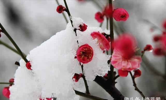 赏梅|越养越金贵的“4种花”,能活上百年,老了就是“传家宝”