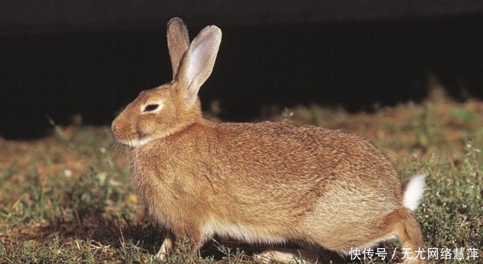 野鸡|“不捉下山鸡,不追上山兔”这句俗语蕴含这样的道理,古人真聪明