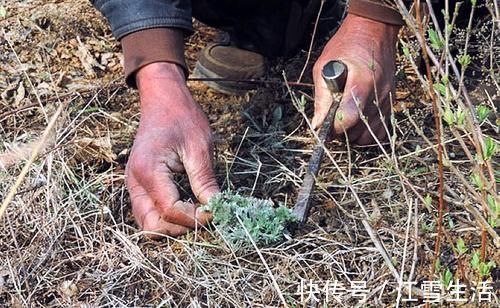 野菜|城里卖得比肉贵,人称“草中之王”,现在吃正当季,别错过