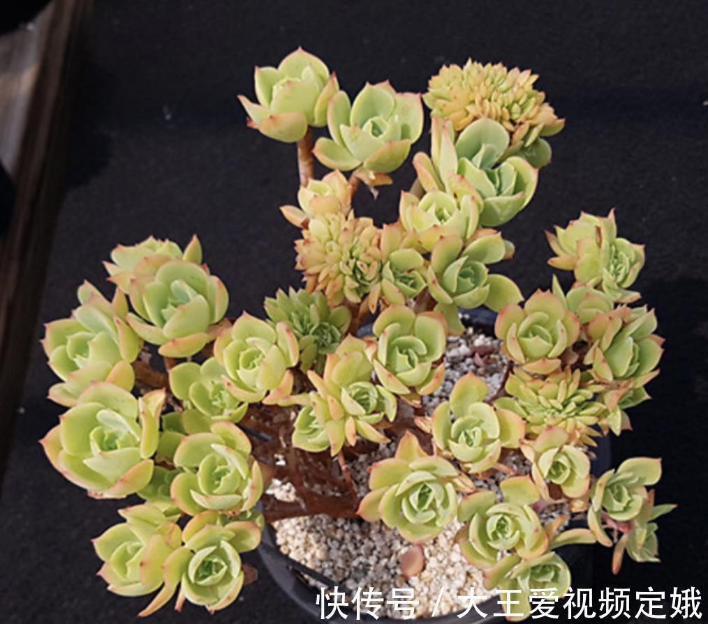 植株|多肉柠檬玫瑰太好养了吧,4个小技巧养出手捧花,颜值超级漂亮