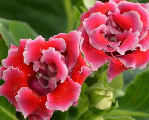 大岩桐怎么养更美观教你3个小妙招，养出艳丽多彩的大岩桐