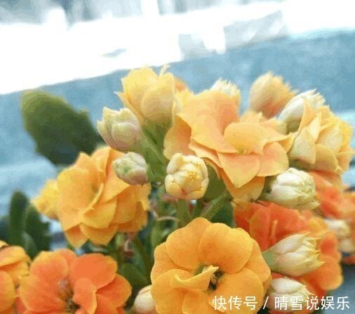 甘蔗杆|养花不开花，啥都不用学，就会用这些水浇花