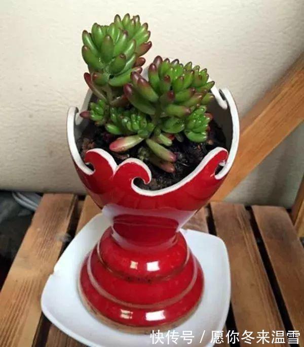 生活中的5种垃圾，都是养多肉的“宝贝”，能做花盆、能做土壤
