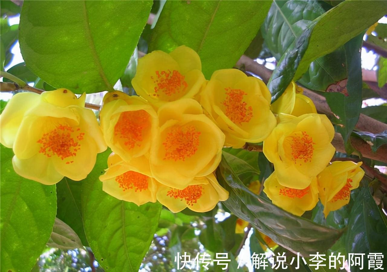 此花真不错,花色金黄,营养丰富,观赏食用两不误,你见过吗