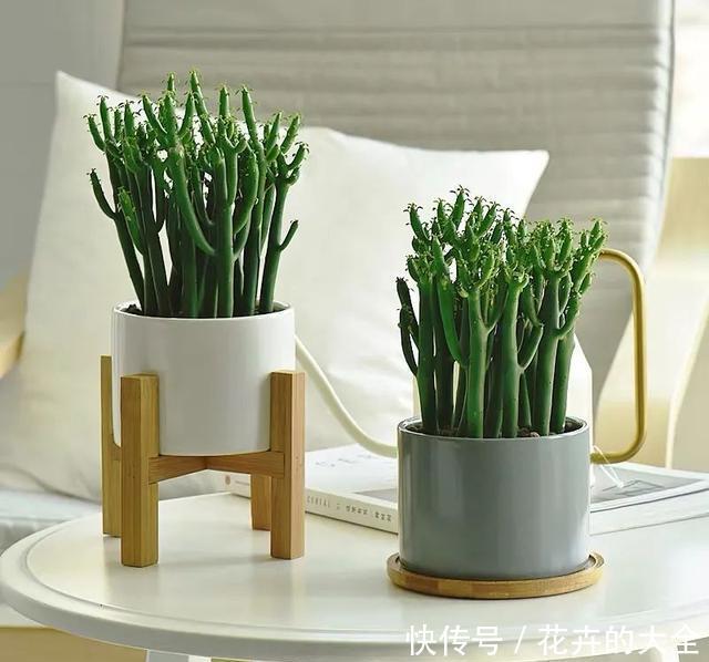 家里养几盆光棍树,清雅又别致,新手也能轻松上手