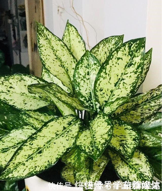 白掌|12种耐阴花，适合养在卫生间里，光不好也能呼呼长！