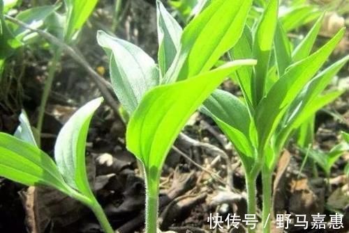 吃起来|东北山上的这野菜，吃起来有点甜甜的，用来蘸酱吃非常美味！