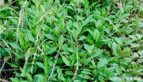 大肚腩|农村地头用来喂猪的野菜，却可以预防癌症，赶走大肚腩，早食早好